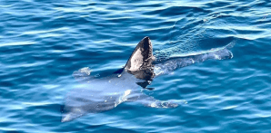 Eight Hour Whale Watch