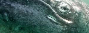 Grey Whale Close Up