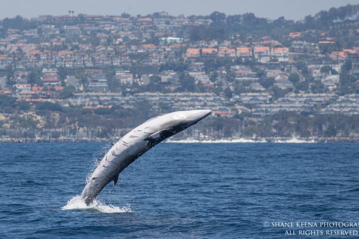 a large ship in a body of water with a mountain in the background