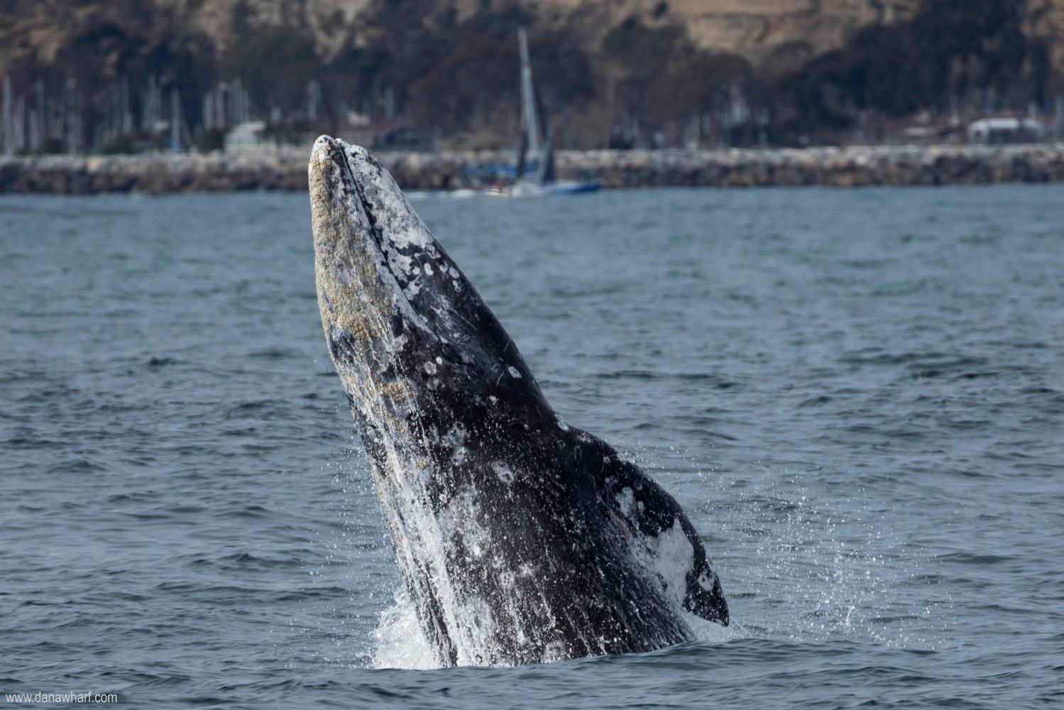a whale jumping out of the water