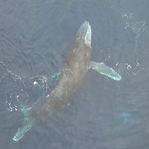 a fish swimming under water