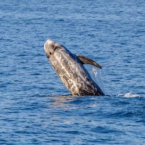 a whale swimming in a body of water