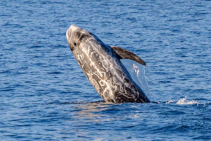 a whale swimming in a body of water
