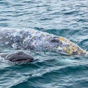 a large body of water