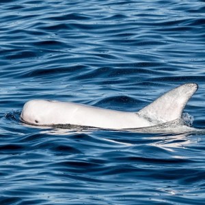 a dog swimming in a body of water