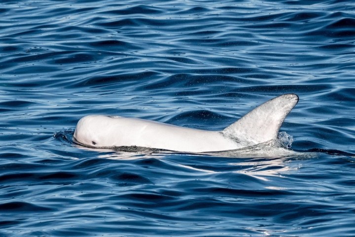 a dog swimming in a body of water