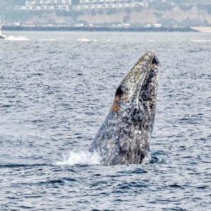 a whale jumping out of the water