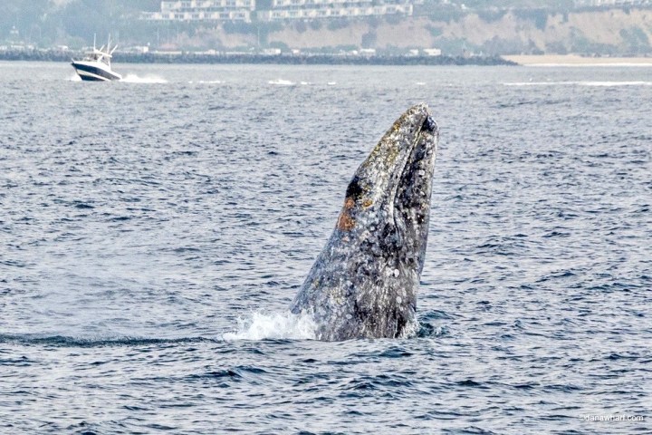 a whale jumping out of the water