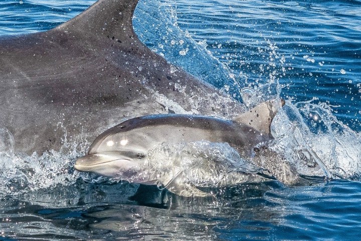 an animal swimming in the water