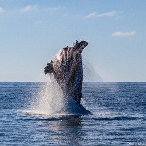 a whale jumping out of the water