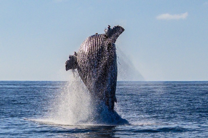 a whale jumping out of the water