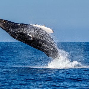 a whale jumping out of the water