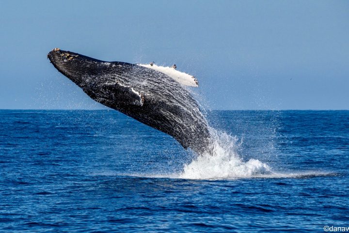 a whale jumping out of the water