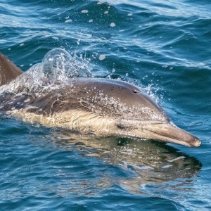a dolphin jumping out of the water