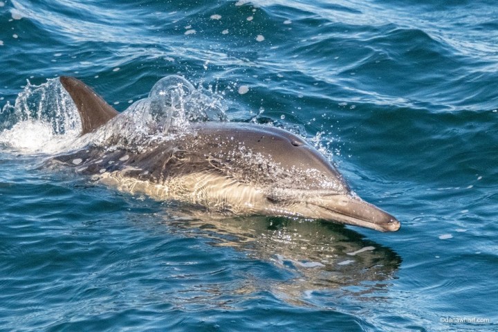 a dolphin jumping out of the water