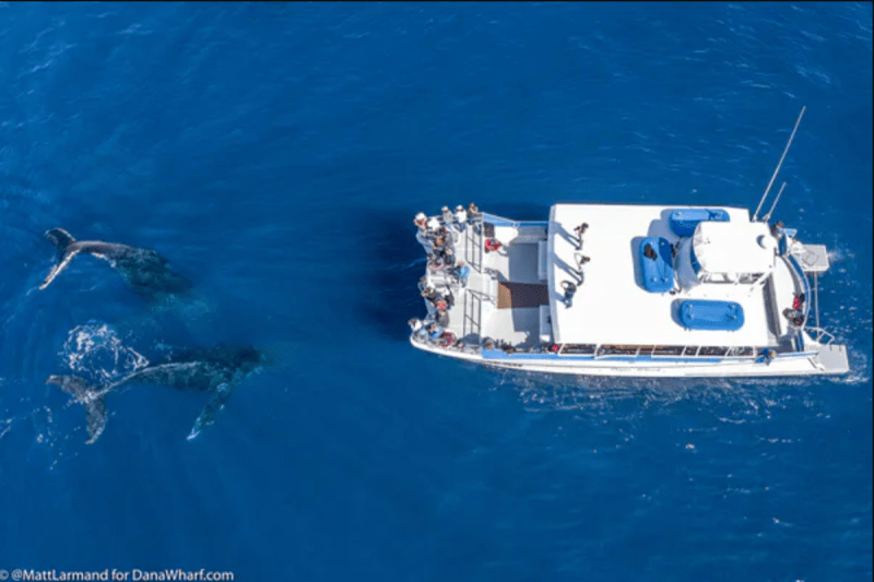 Whale & Dolphin Watching Tour