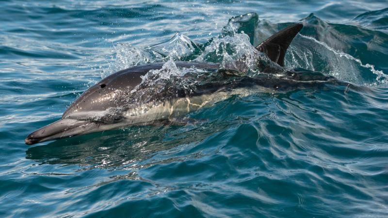 Whale and Dolphin Watching Adventure Tour | Daily Image 26