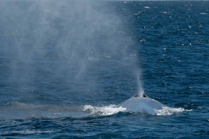a whale jumping out of the water
