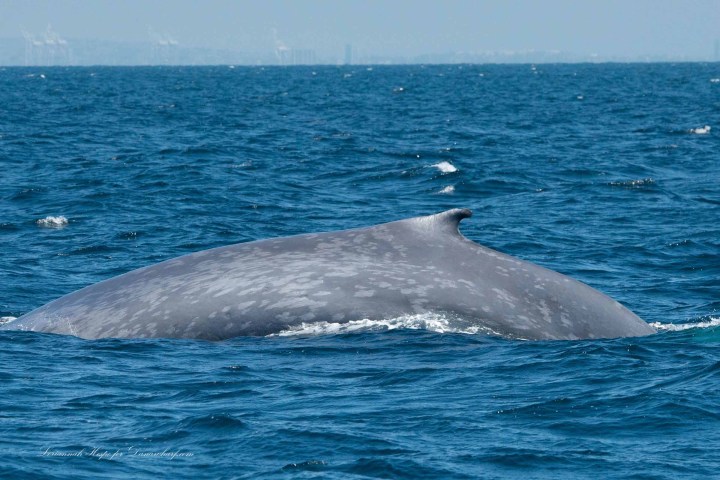a whale jumping out of the water