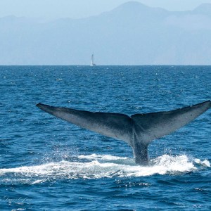 a whale jumping out of the water