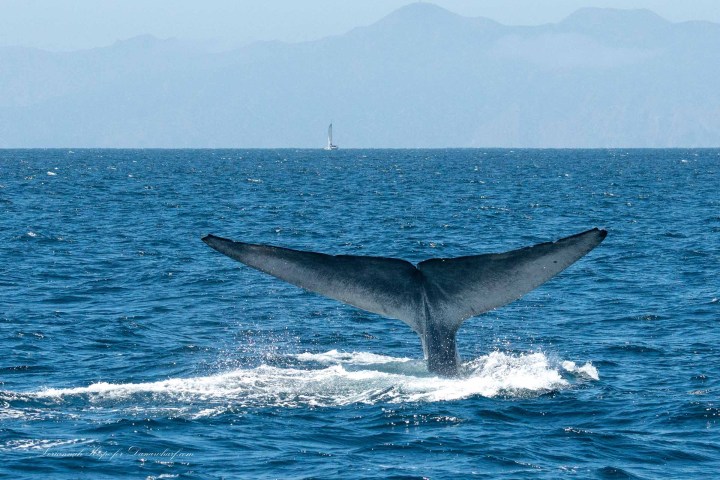 a whale jumping out of the water