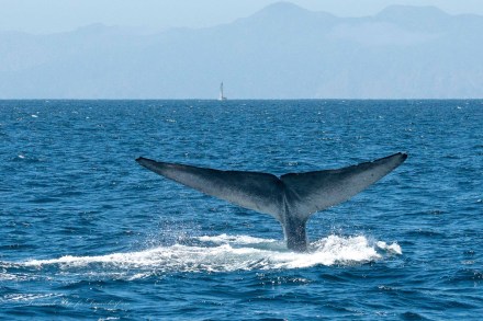 Blue whale fluke off the Orange County coast