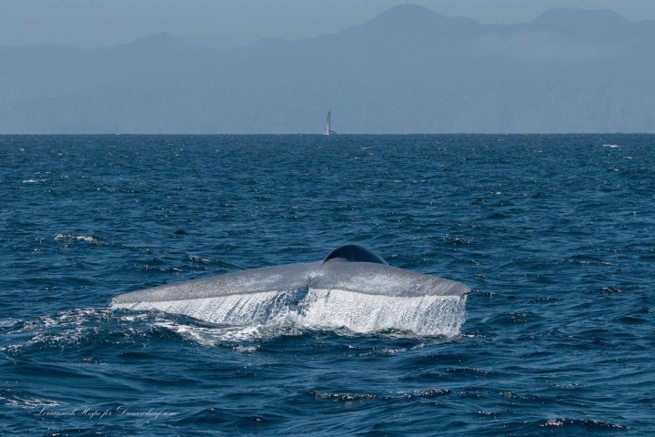 a whale jumping out of the water