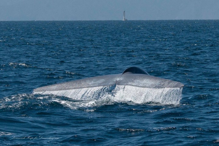 a whale jumping out of the water