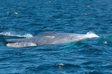 Dolphin & Whale Watching in Dana Point, CA | Dana Wharf