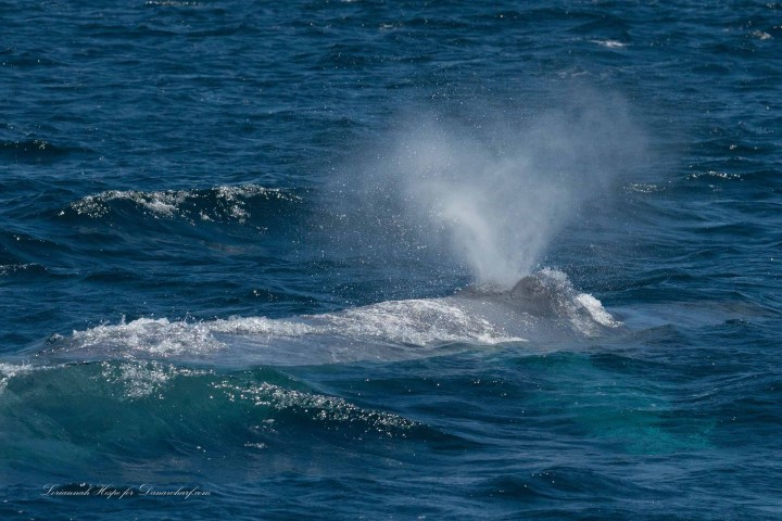 a whale jumping out of the water