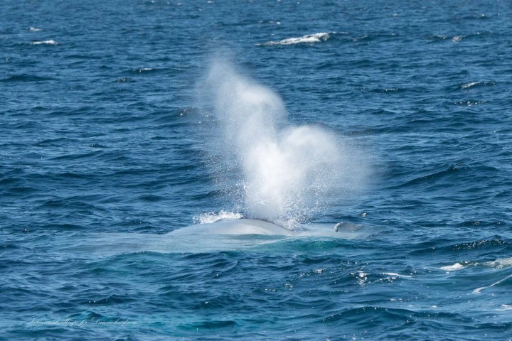 a whale jumping out of the water