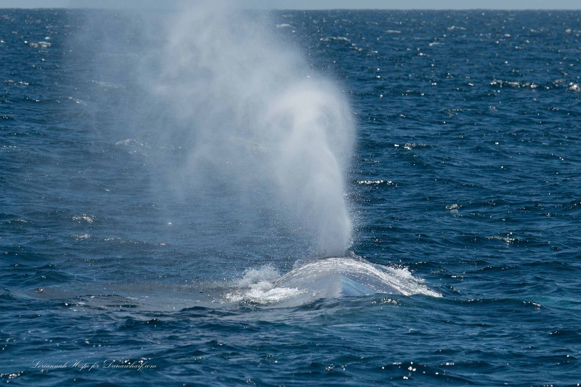 a whale jumping out of the water