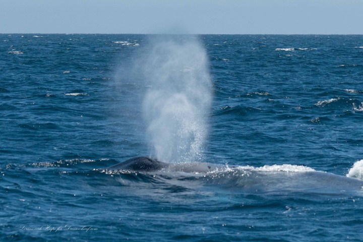 a whale jumping out of the water
