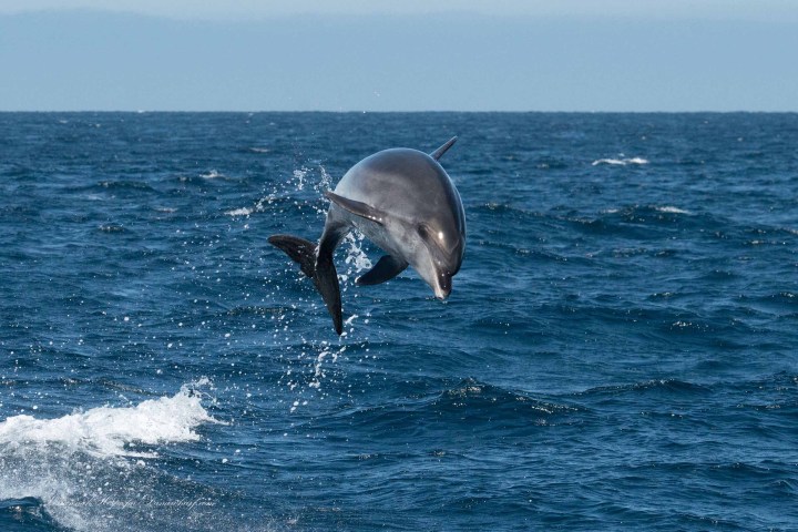 a dolphin jumping out of the water