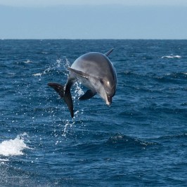 a dolphin jumping out of the water