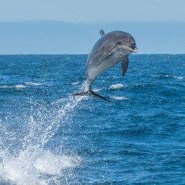 a bird flying over a body of water