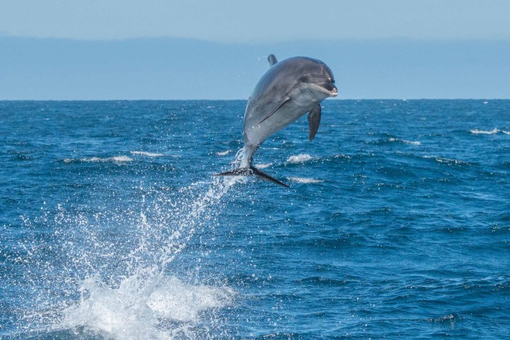 a bird flying over a body of water