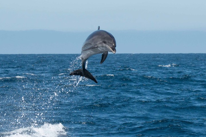 a bird flying over a body of water