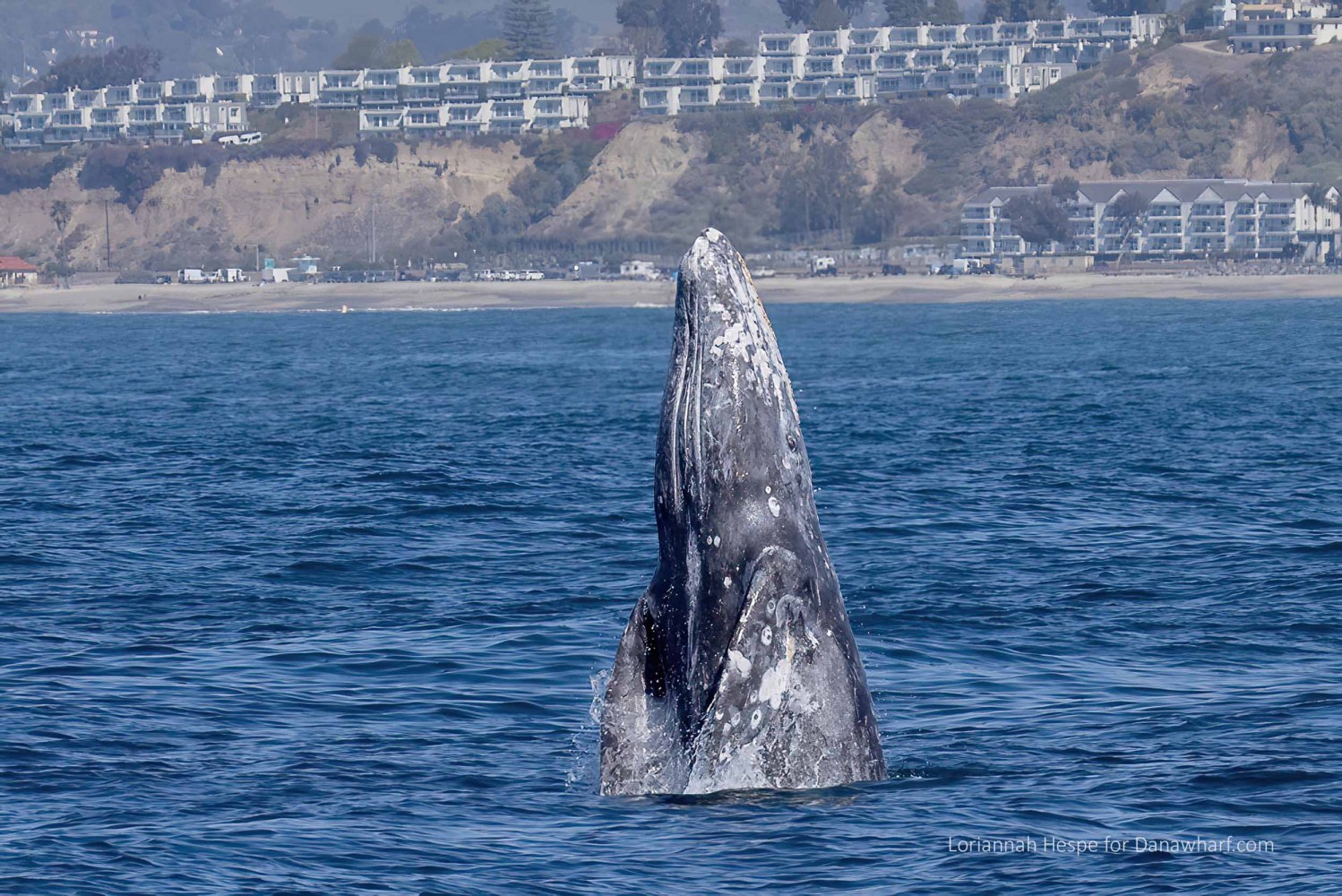 a whale jumping out of the water