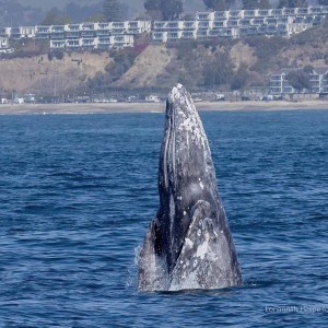 a whale jumping out of the water