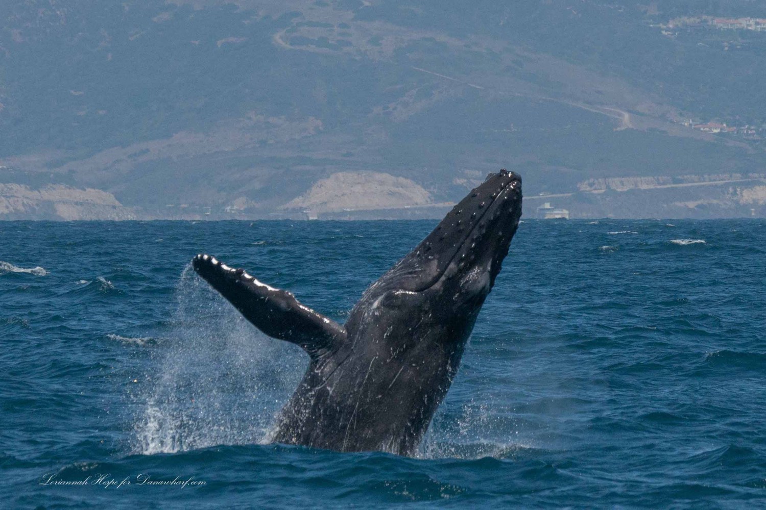 a whale jumping out of the water