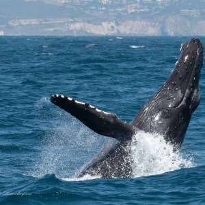 a whale jumping out of the water