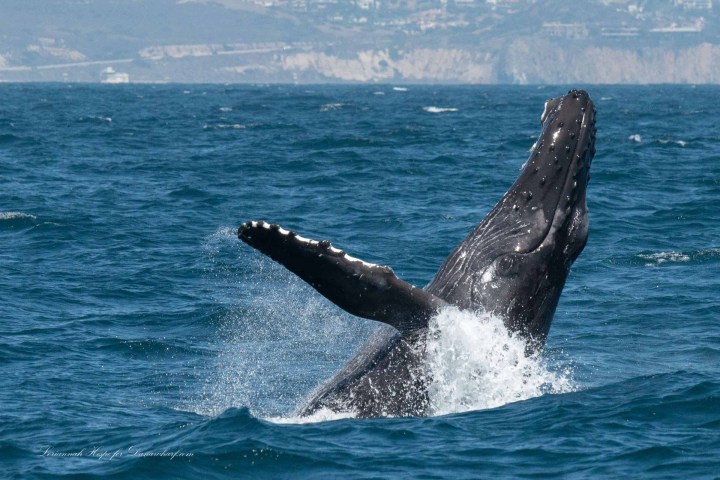 a whale jumping out of the water