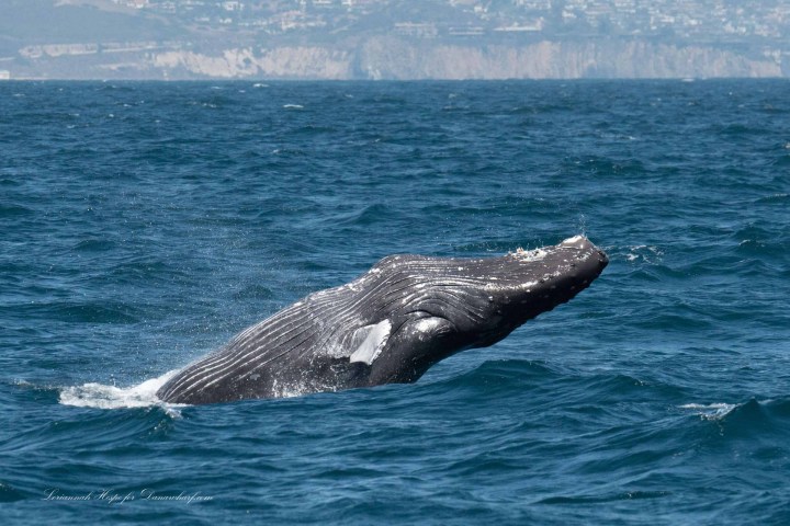 a whale jumping out of the water