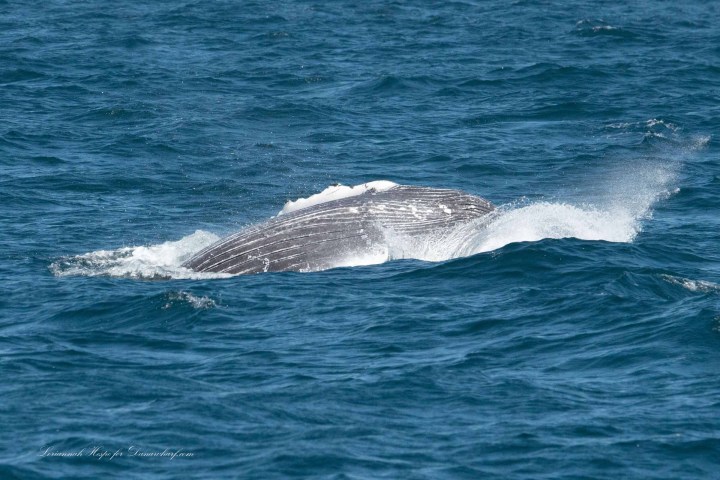 a whale jumping out of the water