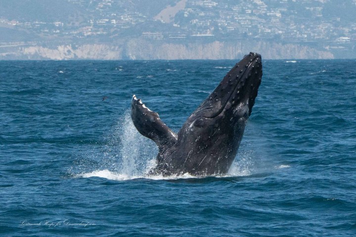 a whale jumping out of the water