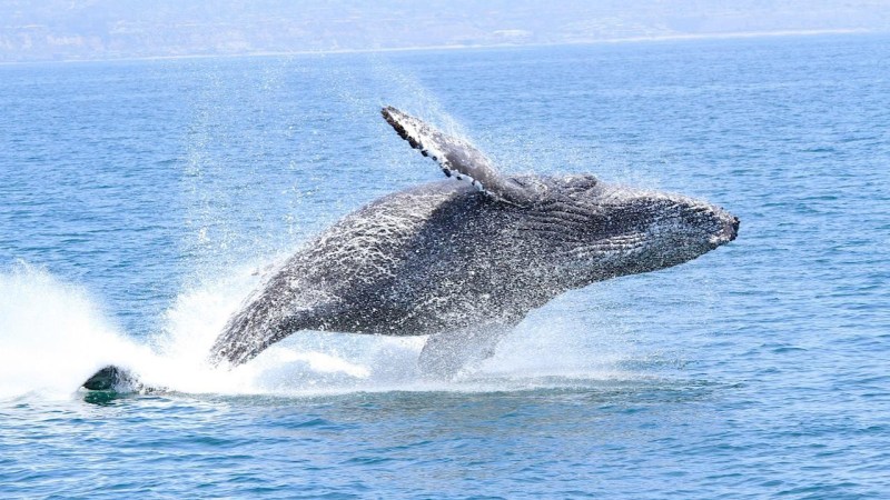 Half-Price-Tuesdays-Whale-Watch-Photo Half-Price-Tuesdays-Whale-Watch-Photo