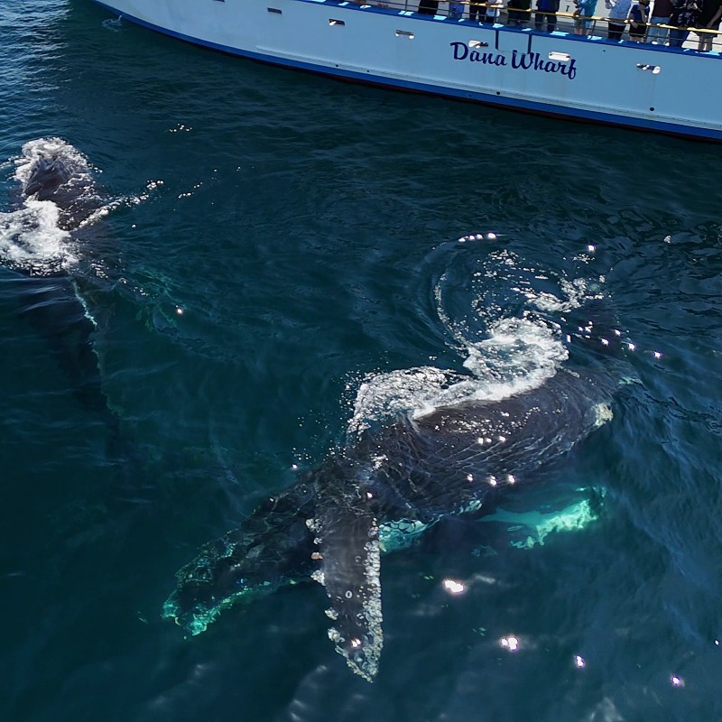 a boat on a body of water