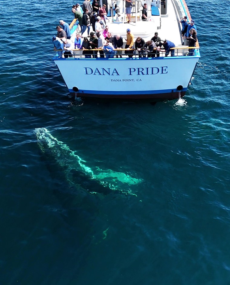 Passengers on the Dana Pride's stern watching a whale swim beside the boat