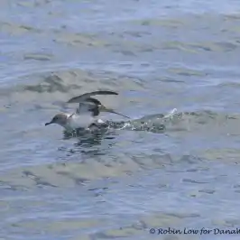 a bird swimming in water next to a body of water